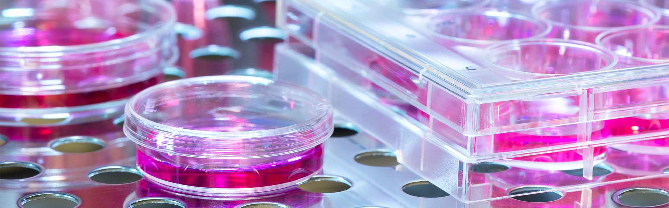 Cell Toxicity Assays