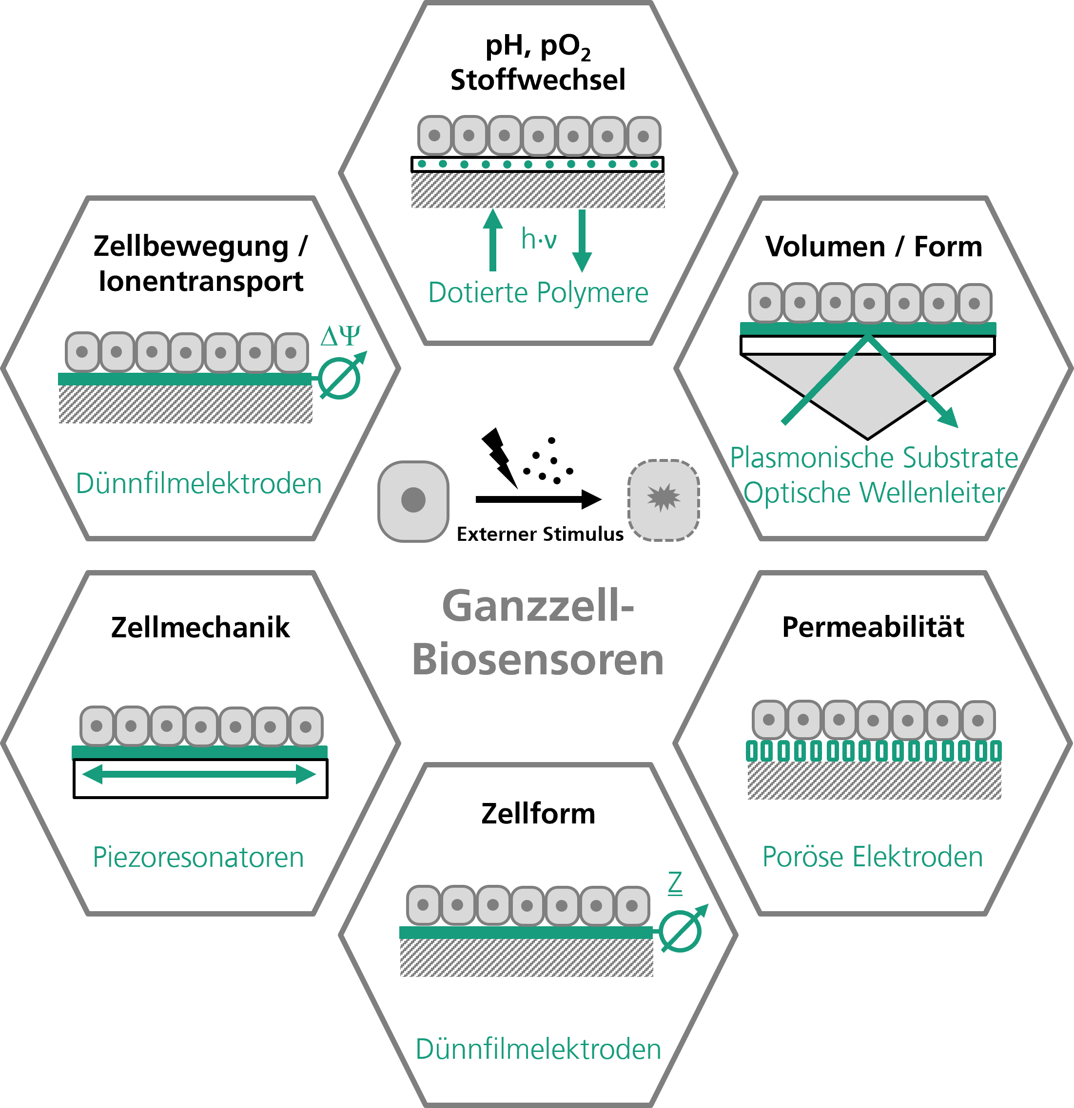 Ganzzell-Biosensoren und Zellbioanalyse