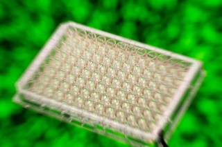 Multiwell-Platte 3D Gewebe
