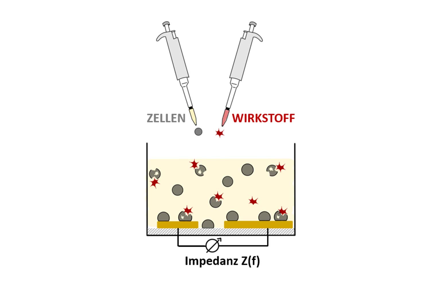 Schema zur Durchführung eines Tests auf insektizide Wirkung. 