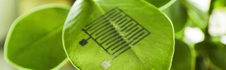 Sensoren gedruckt auf einem Pflanzenblatt