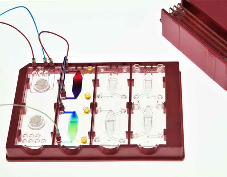 Skin-on-Chip