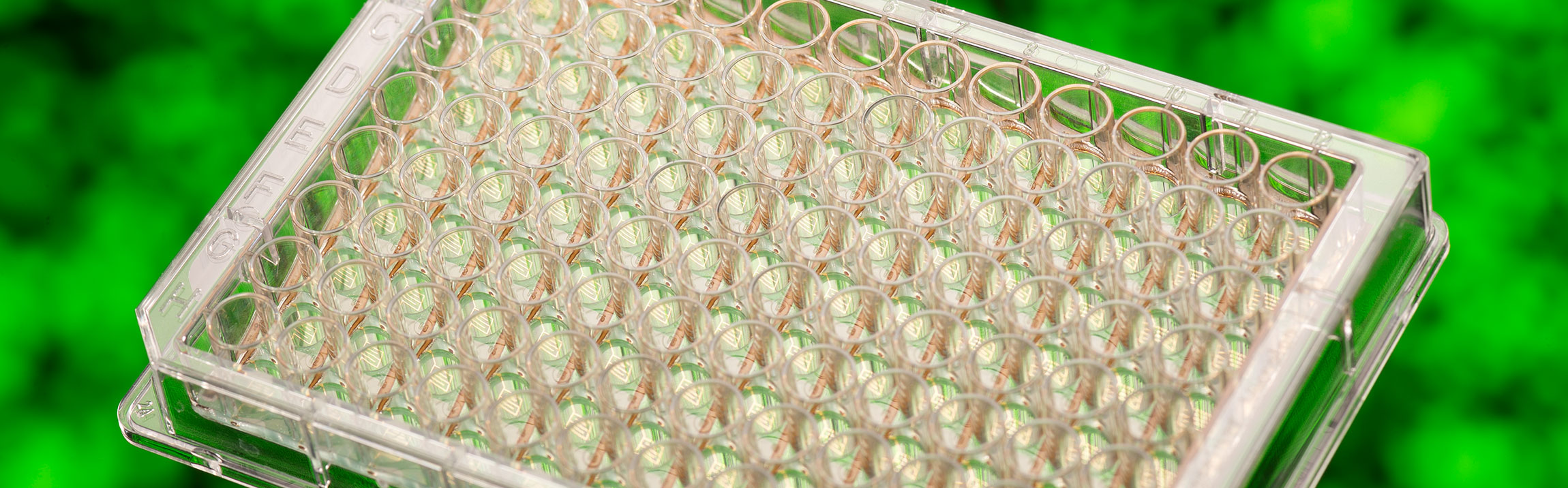 Multiwell-Plate for drug development alternatives without animal testing