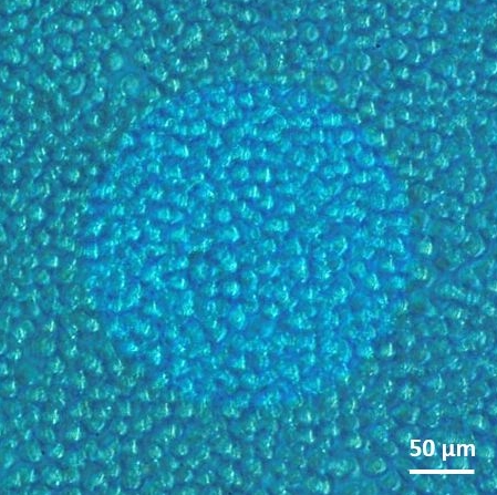 Cells of a moth on a circular microelectrode