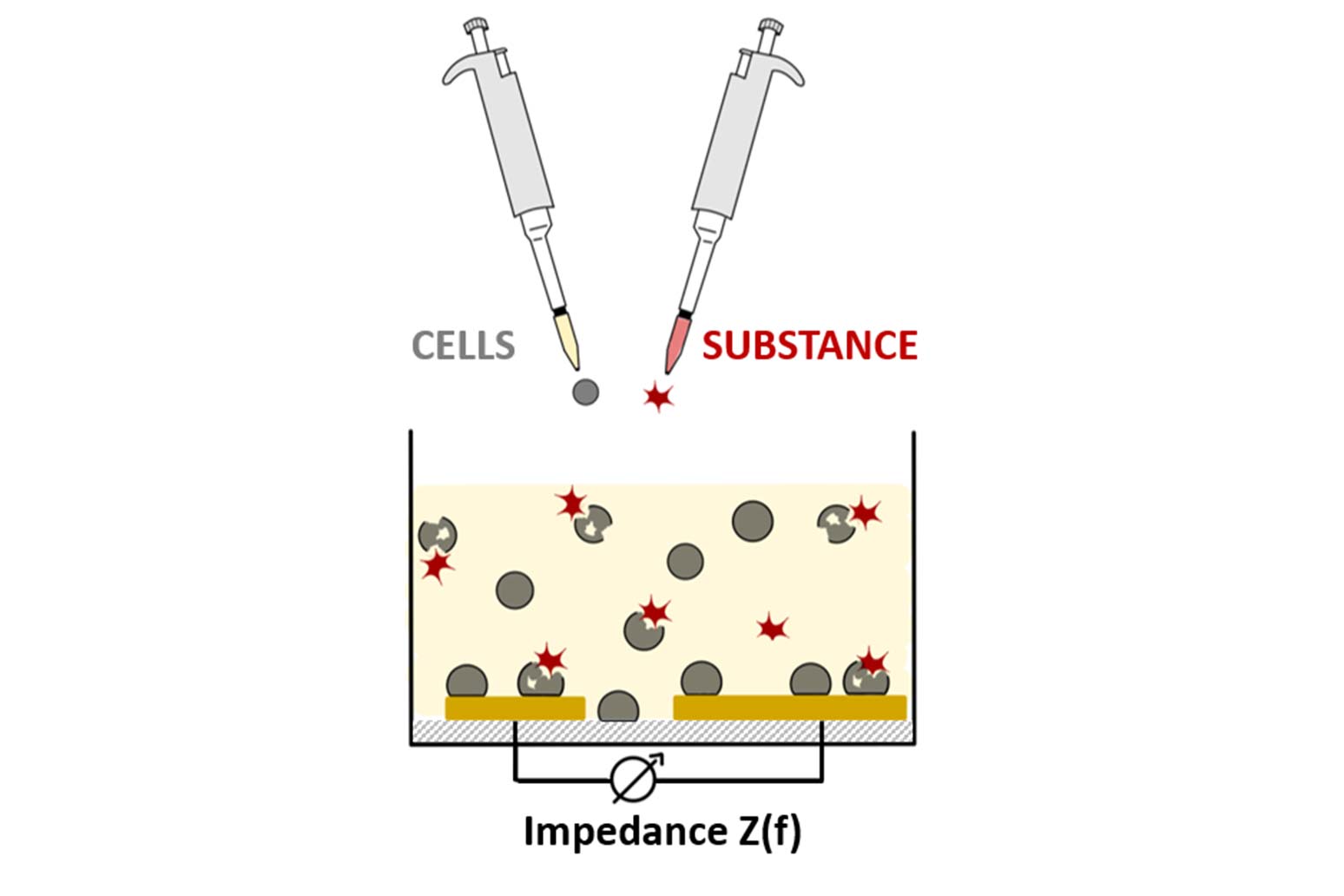 Scheme for conducting a test for insecticidal activity