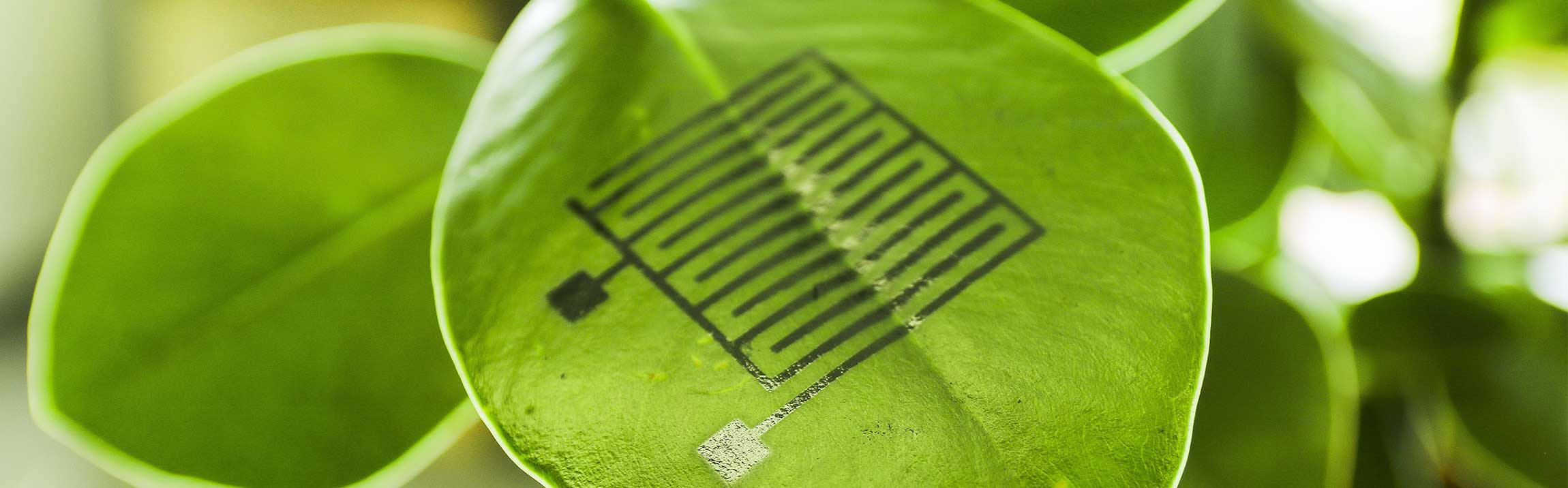 Sensors printed on a plant leaf.