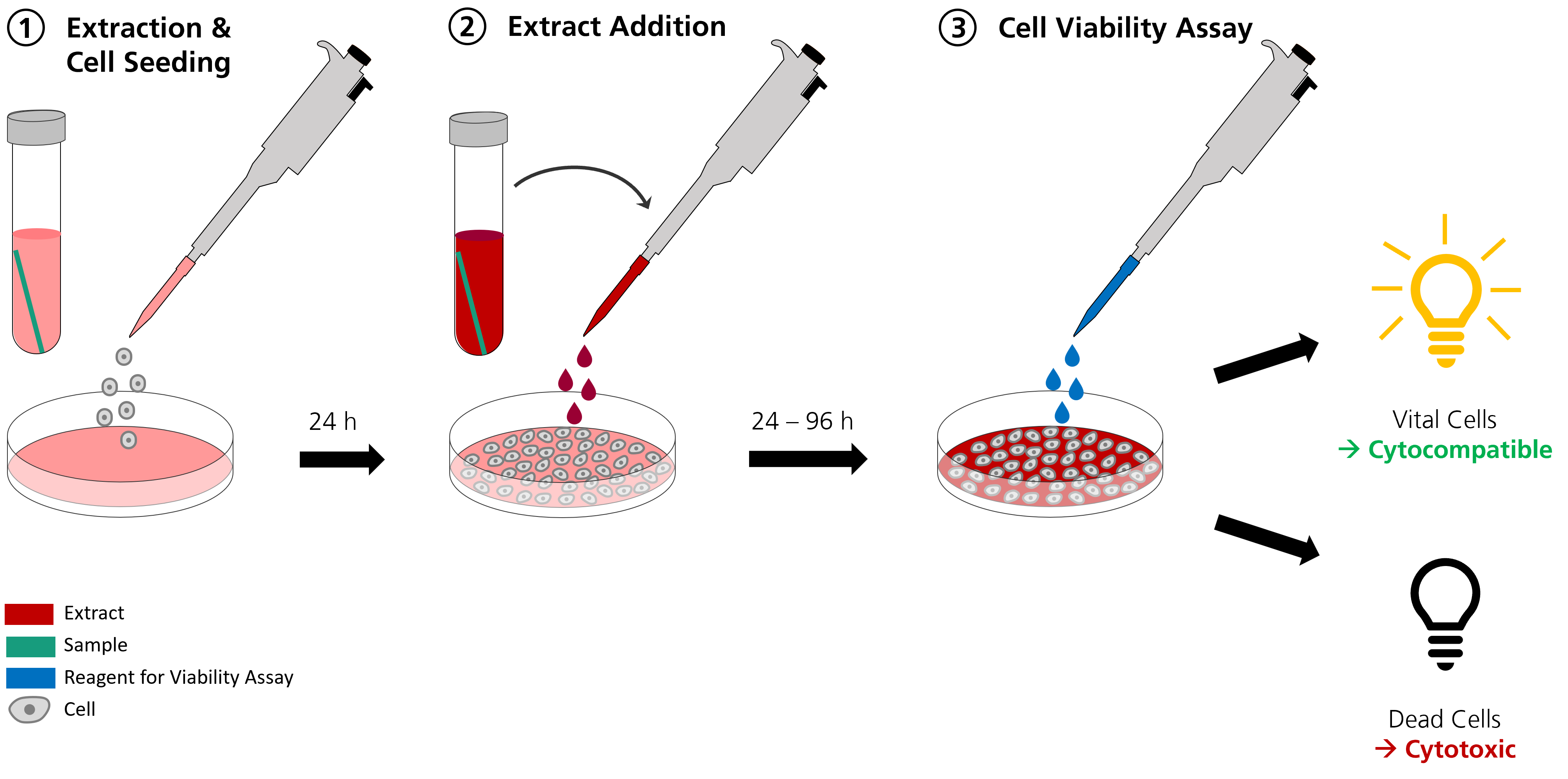 In Vitro Cytotoxicity Test: Extract Test