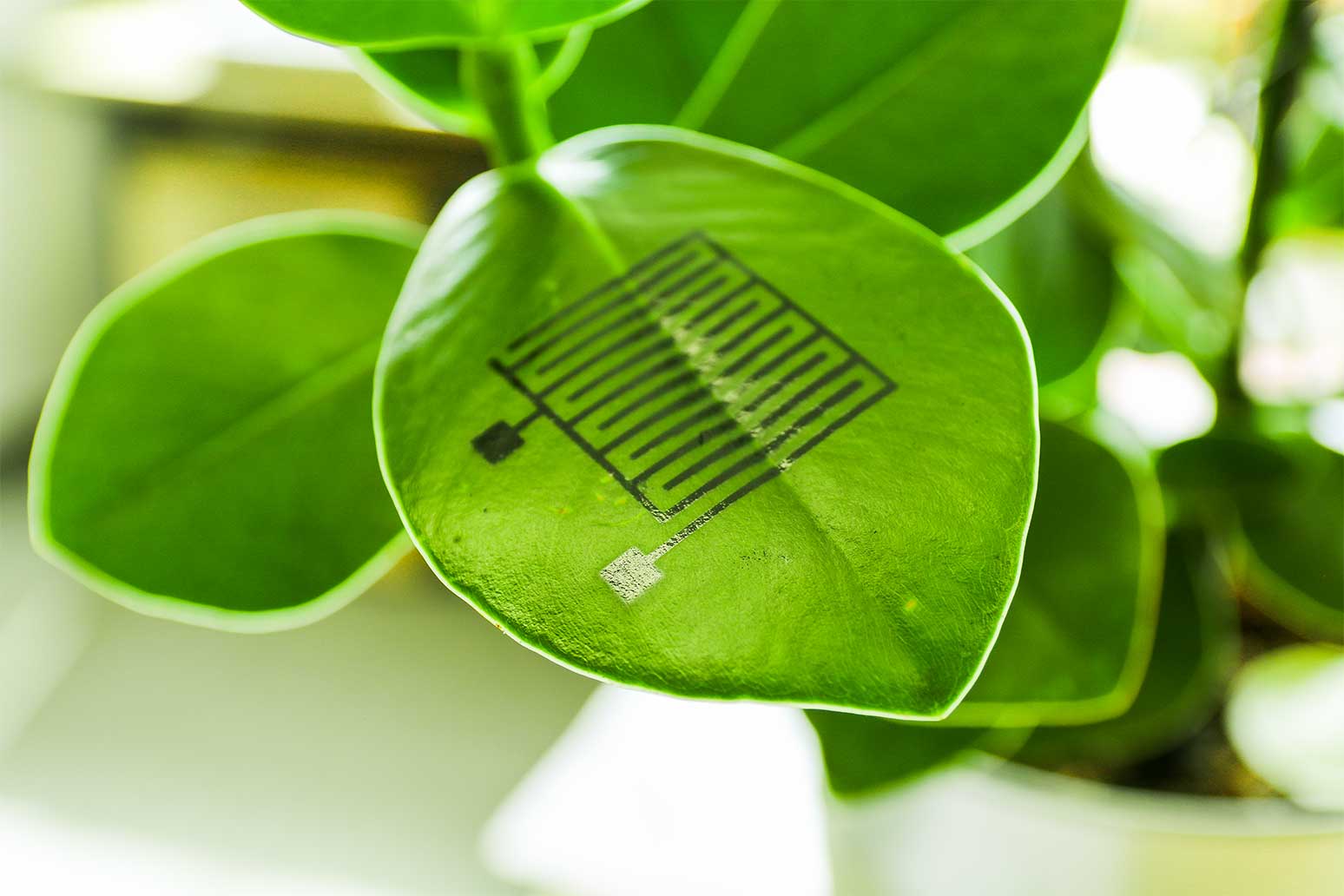 Sensors based on organic semiconductors enable monitoring of plant vitality and serve as indicators of parasitic infestation